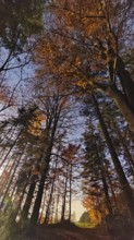 Autumn forest trail against the rising sun and colorful leaves, Franconian Forest, Germany