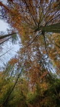 View of an autumn forest with various trees and foliage, Frankenwald, Germany