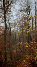 Autumn forest scene with foggy atmosphere and colorful foliage on the trees, Franconian Forest,
