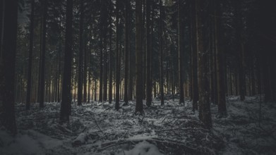 Snow-covered forest scene at dusk with shady trees and quiet, mystical atmosphere, Fichtelgebirge,