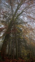 A large tree rises high in a foggy, romantic, autumnal forest, Franconian Forest, Germany