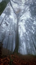 Mystical forest scene with foggy atmosphere and towering trees, Upper Franconia, Germany
