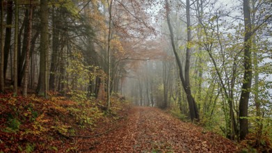 A foggy romantic forest trail with autumn leaves radiates peace and serenity, Frankenwald, Germany