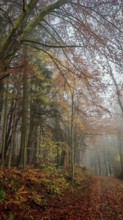 A foggy forest path covered with colorful autumn leaves provides a mystical atmosphere, Franconian