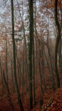 Bare trees with autumn leaves create a dreamy forest atmosphere, Frankenwald, Germany