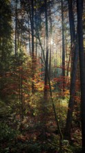 Sunrays penetrate the colorful autumn leaves in a dense romantic forest, Franconian Forest