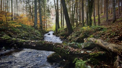 A stream snakes through a romantic autumnal forest with colorful foliage, Franconian Forest,