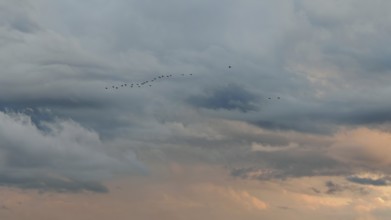 Birds fly in blue sky with orange sunset sky, Lake Ohrid, North Macedonia