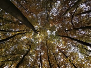 Looking up into an autumnal forest with colorful leaves and treetops, Frankenwald, Germany