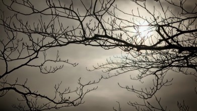 Branches against a cloudy sky with visible sun, Frankenwald, Germany