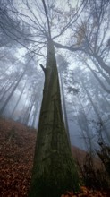 A large tree trunk in a foggy forest in autumn, Franconian Forest, Germany