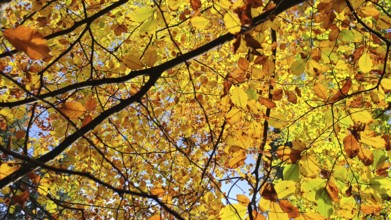 Golden and brown autumn leaves in sunshine creating a warm atmosphere, Frankenwald, Germany