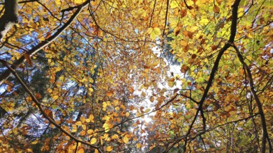 Multicolored autumn leaves on treetops in sunlight create a peaceful scene, Franconian Forest,