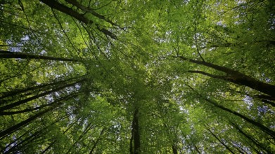 View from below of thick, green treetops in the forest, Frankenwald, Germany