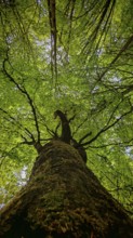 Looking up into a green treetop full of leaves, Frankenwald, Germany