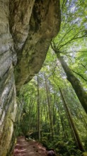 Path under rocks and tall rows of trees in densely wooded area, Franconian Switzerland, Germany
