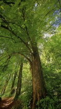 Large tree next to a narrow path in a dense, green forest, Franconian Forest, Germany