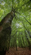 Green trees in a quiet forest, Frankenwald, Germany