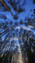 Tall trees against a deep blue sky in the forest, Frankenwald, Germany