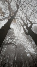 Trees covered in fog in autumn forest, Franconian Forest, Germany