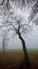 A leafless tree in a foggy, autumnal park, Frankenwald, Germany