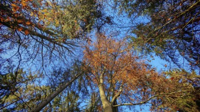 Looking up at colorful treetops against bright blue sky, Frankenwald, Germany