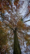 Large tree seen from below surrounded by autumn colors, Frankenwald, Germany