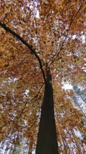 Close-up of a tree with thick orange autumn leaves, Frankenwald, Germany
