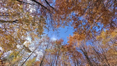 Blue sky over autumn-colored trees creates a colorful view, Frankenwald, Germany