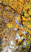 Bright autumn leaves in shades of yellow and brown in sunlight, Frankenwald, Germany