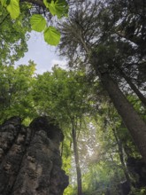 Rock formation under tall trees in a green summer forest with sunlight, Franconian Switzerland,