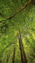 Dense forest with tall trees, viewed from below in perspective, Franconian Switzerland, Upper