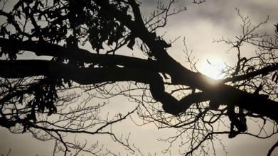 Branch silhouette in front of a gloomy sunset, Frankenwald, Germany