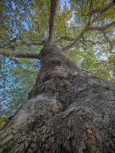 Perspective from below on massive tree trunk with branched branches, plane tree (Platanus),