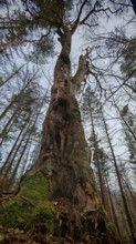 An old, sturdy tree trunk in a forest, Thuringian Forest