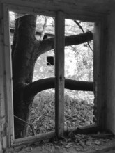 A black and white image of a window with a tree that extends inwards, in an abandoned house, ruin,