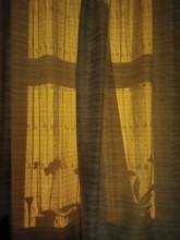 A warm, golden light falls through a curtain and casts shadows from plants on it