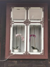A window with two orchids in white pots, framed by a brown wooden frame, High Tatras, Poland