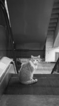 Cat sitting on an escalator in an urban setting, black and white photography