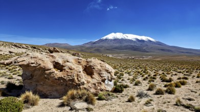 Stone and plants in front of a majestic snow-capped mountain under clear skies, The landscape of