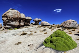 Rocky desert landscape with lush green vegetation under clear blue sky, The landscape of the