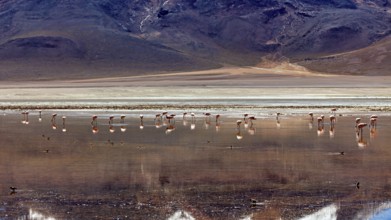 A group of flamingos stands in the water of a vast desert landscape against a mountainous backdrop,