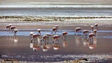 Flamingos wading in the shallow water of a desert landscape, their reflections mirrored in the