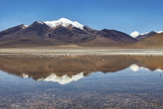 Mountain peak with snow cover reflected in the lake under clear blue sky, Laguna Colorada in the