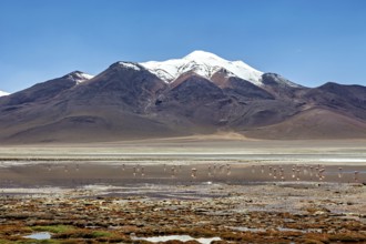 Snowy mountains with flamingos on a salt lake surrounded by quiet desert landscape, The landscape