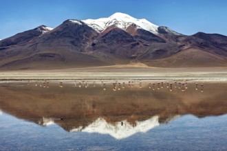 A snow-covered mountain range is reflected in a shallow lake with flamingos in a vast desert