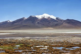 Snowy mountain and salt lake with flamingos in a peaceful, natural setting, The Altiplano landscape