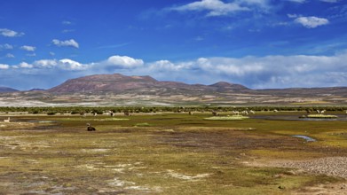 Green plain with grazing llamas under a bright blue sky and mountain backdrop in the background,