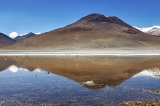 Single mountain with snowy peaks reflecting calmly in the lake under a blue sky, Laguna Colorada in