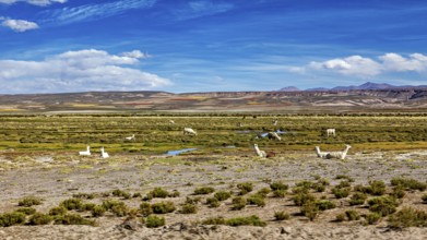 Wide pasture area with llamas in the foreground and a mountain range in the background under clear